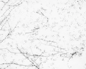 White 06