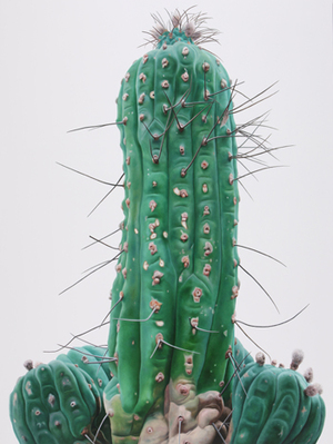 Cactus No.33