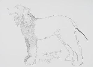 drawing-Irish Water Spaniel