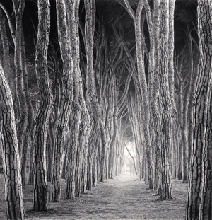 Stone Pine Tunnel, Pineto, Abruzzo, Italy. 