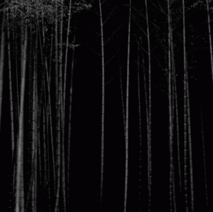 대나무(edition of 5)