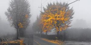 Mist and Frost 15