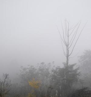 Mist and Frost 4