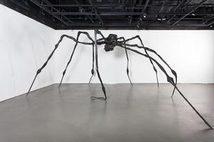 Spider