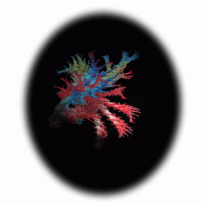 Mail Fractal Mutant