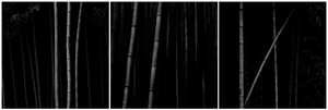 Bamboo Series