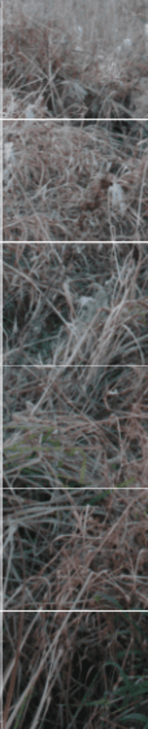 겹