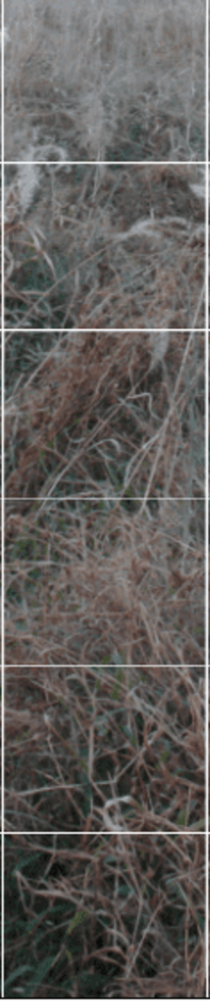 겹