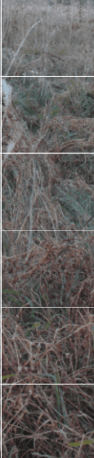 겹