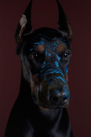 Doberman Pinscher in Burgundy