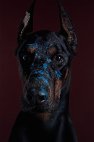 Doberman Pinscher in Burgundy
