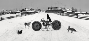 Solovki, White Sea, Russia (Dog with bag)