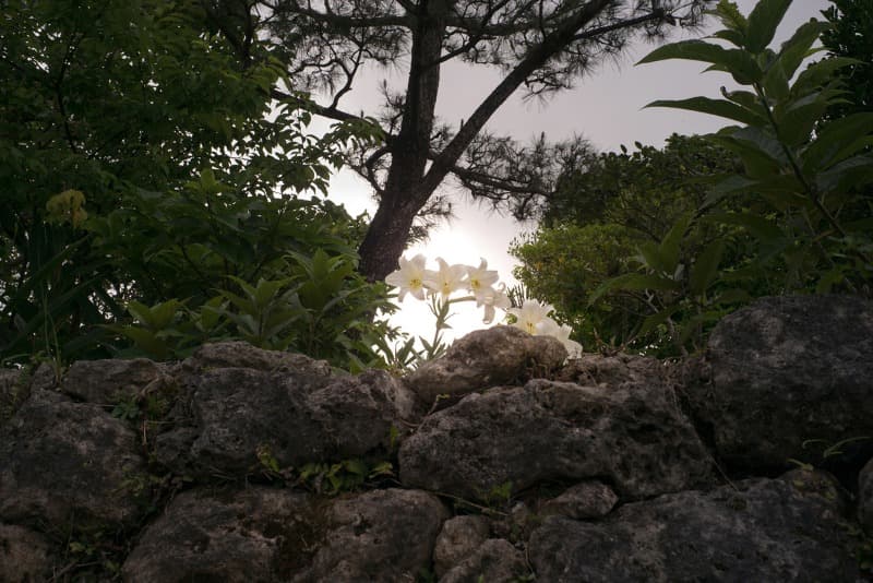 한금선