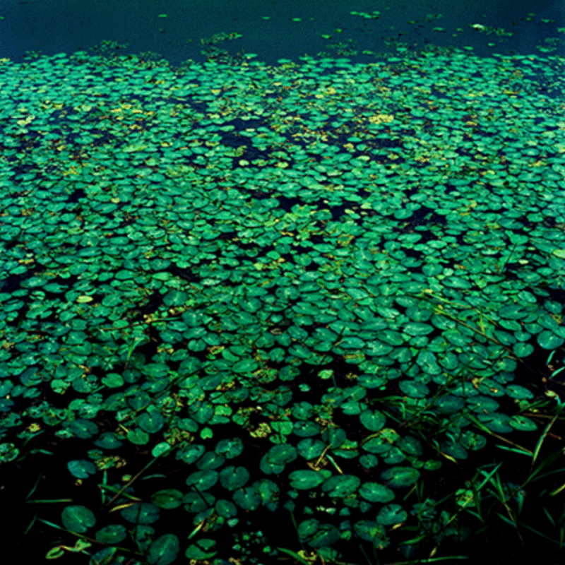 이기본_20409 · archival pigment print · 90x90cm · 2004