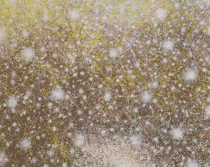 Forest 13 · 캔버스에 유채 · 45.5×53cm · 2018