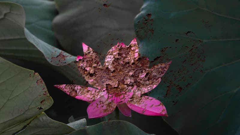 Lotus No.273 · Archival Pigment Print · 2018