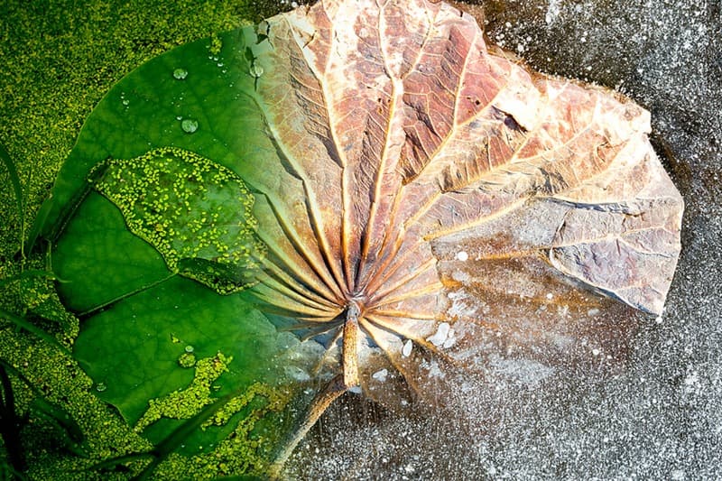 Lotus No.301 · Archival Pigment Print · 2018