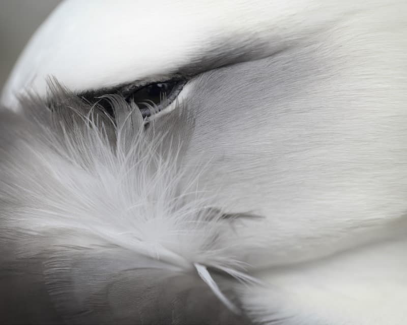 알바트로스의 꿈 · CF13089 Archival Pigment Print_PLEXIGLAS. XT (UV100) · 56x67cm · 2012 · Albatross’s Dream · CF13089 Archival Pigment Print_PLEXIGLAS. XT (UV100)