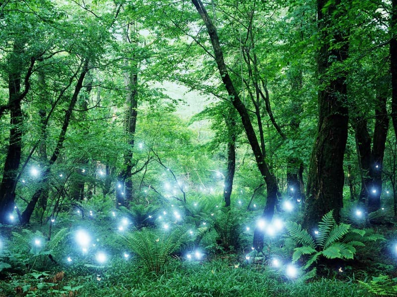 Forest 02 · C-Type Print · 90x120cm · 2013