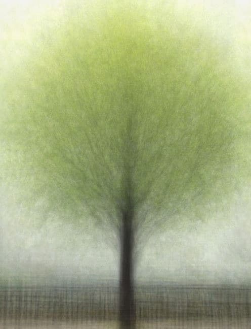 소월로 은행나무 여름 · 코튼지에 피그먼트 프린트 · 120×90cm · 2014