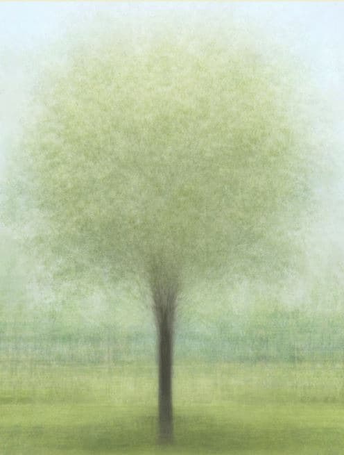 잠실 한강공원 이팝나무 봄 · 코튼지에 피그먼트 프린트 · 120×90cm · 2019