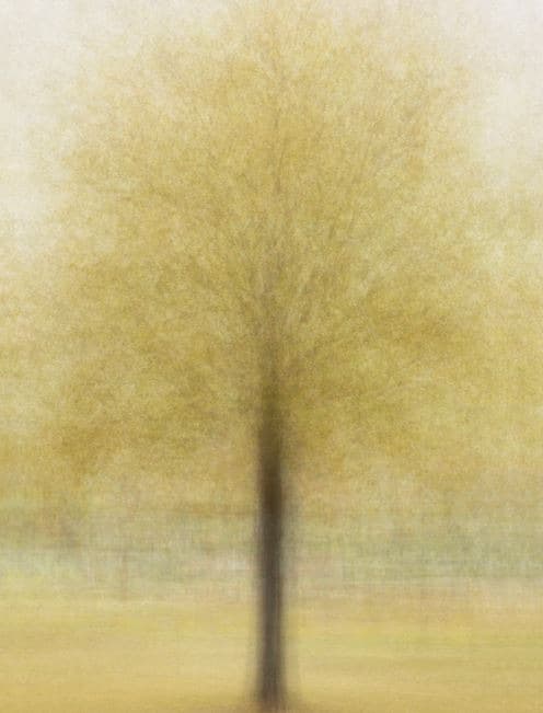 잠원고수부지느릅나무 가을 · 코튼지에 피그먼트 프린트 · 120×90cm · 2015