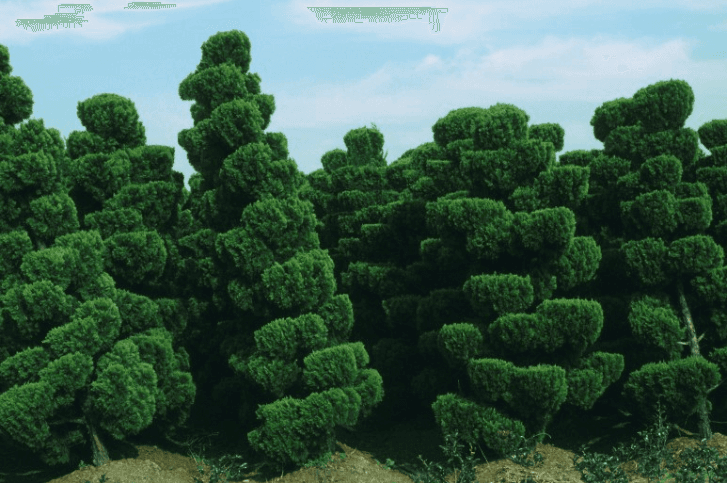 사라진 숲 · Pigment Print · 42.5x64cm · 2009 · Pigment Print