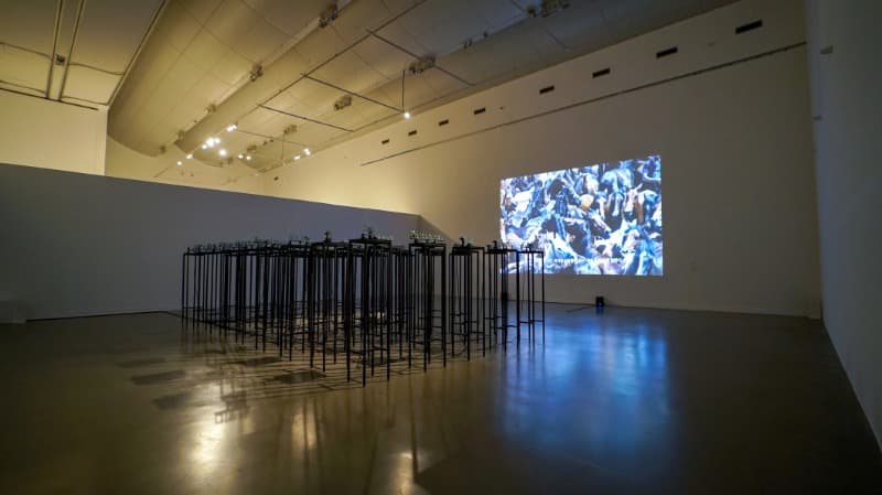 아파셔나타 #3 마이테민두(사랑고통) · 단채널_컬러_사운드 · 21‘43“ · 2018 - 2019 · Appassionata #3 Maitemindu