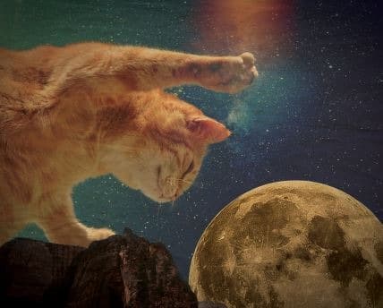 달과 만난 고양이 · A cat with Moon