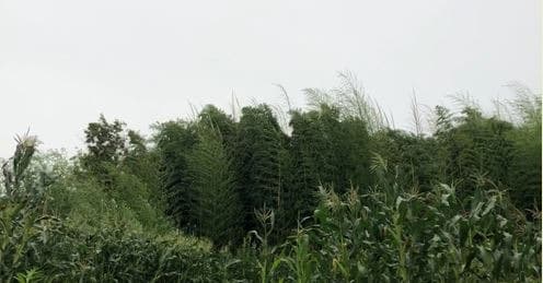 바람 부는 시골 풍경 · 영상_사운드 · 시민영상展 · 상영목록 중 일부정보 · windy rural scenery
