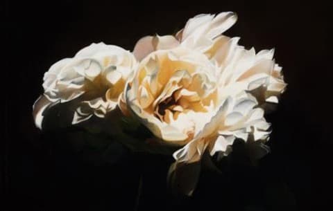 김형곤_ White rose · Oil on Linen · 139x220cm · 2019 · White rose · Oil on Linen