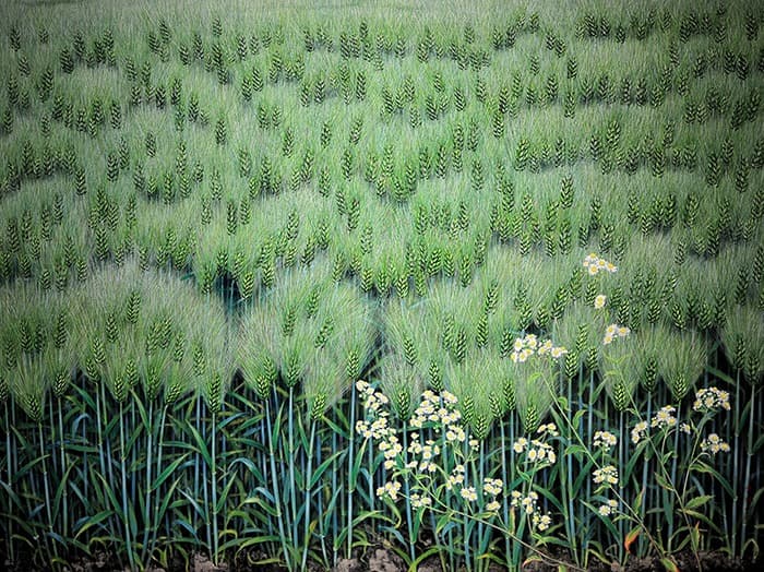 보리밭 · 한지에 채색 · A barley field · Ink on paper