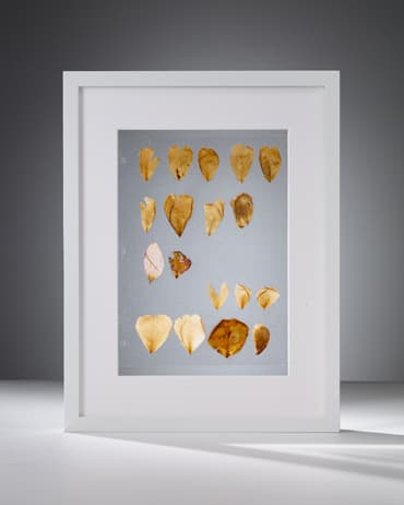 갈변: '시간'을 위한 리서치 · Fallen Petals · 20x28cm · 2010 · Browning: Research for Time series · Fallen Petals