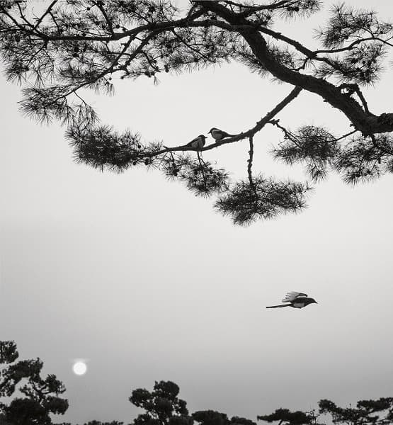 Seoul, Korea · 2016 © Pentti Sammallahti 사진제공 공근혜갤러리 · Seoul, Korea