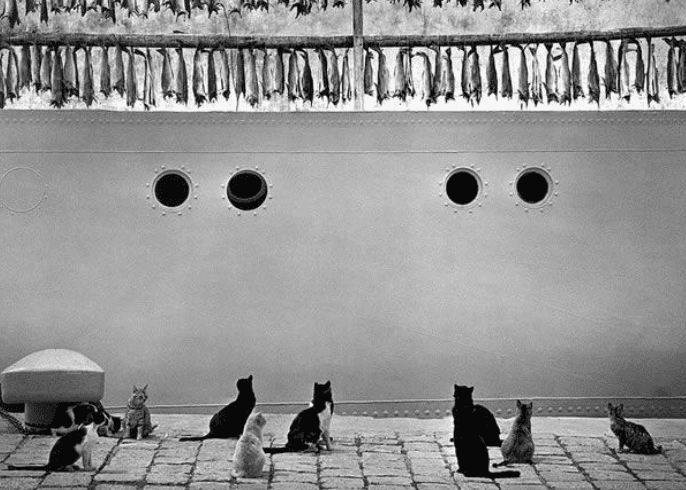 Iceland (Cats looking up at hanging fish) · 1980 © Pentti Sammallahti 사진제공 공근혜갤러리