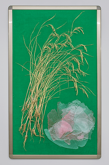 게시판, 융 천, 알류미늄 게시판, 벼, 침핀, 트레이싱지, 에폭시, 150 x 90 (cm), 2018_웹용