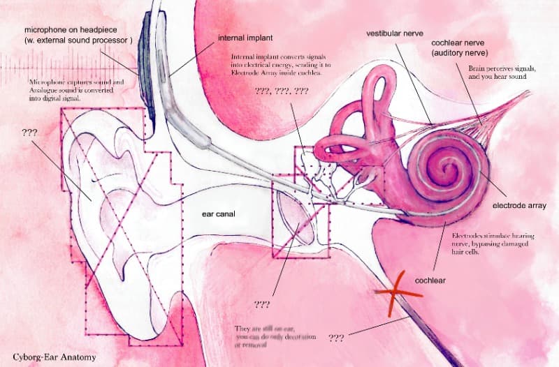 사이보그 귀 해부도 · Digital painting · 2018 · Cyborg Ear Anatomy · Digital painting