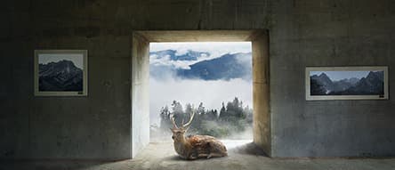 in the forest · digital print · 50x116.8cm · 2016 · in the forest · digital print