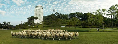 membersheep training · digital print · 43.5x116.8cm · 2016 · membersheep training · digital print