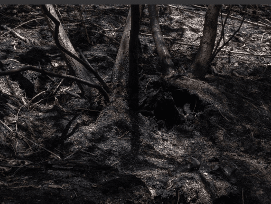 시작의 불 - forest #01 · 피그먼트 프린트 · 140 x 185 cm · 2019
