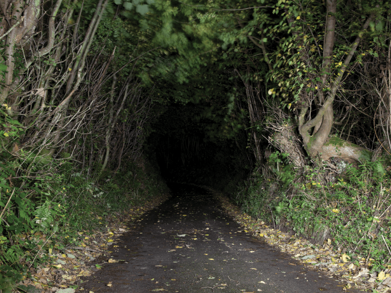 Forest Road · Archival Pigment Print · 100 x 133 cm · 2013