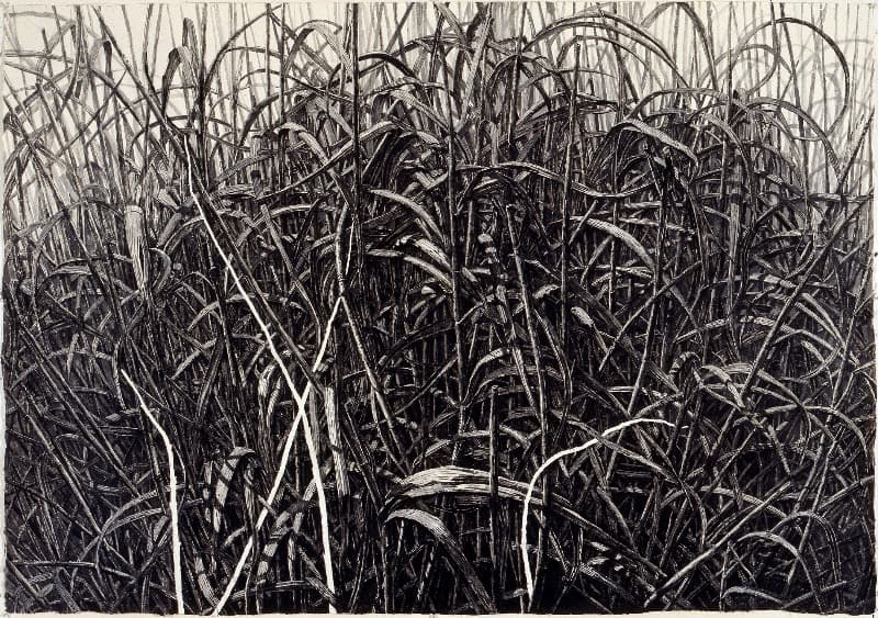 억새 7 · 종이에 먹, 목탄, · 215x150cm · 2006