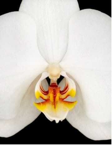 A SECRET OF BIRD · diasecframe · 180x120cm · 2005 · A SECRET OF BIRD · diasecframe