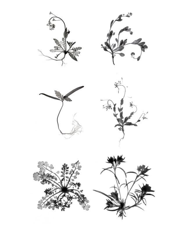 노시갑 개인전 Autre Art Nouveau 포스터