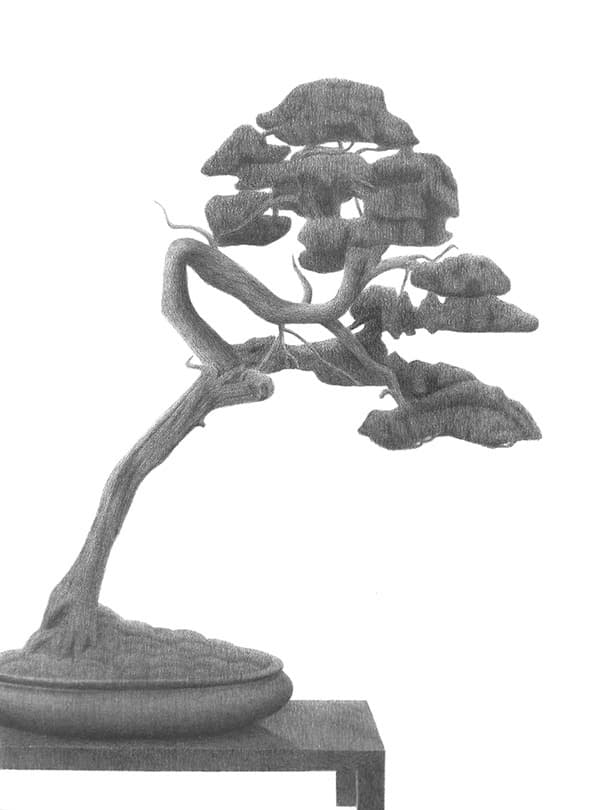 Juniper · 종이에 흑연 · 52.5×37.4cm · 2020 (출처= 에이라운지) · Juniper