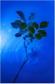 The Blue Notebooks II: 공명의 기술 · 아카이벌 피그먼트 프린트, 사운드, 리소 프린트, 글 · 60x89cm, 3분, 가변설치 · 2021 (출처= 국립아시아문화전당)