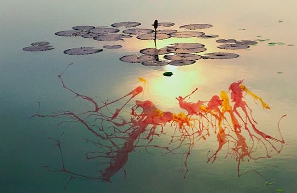 사라지는 향연 · Pigment Print · 64 x 43cm · 2021 (출처= 류가헌)