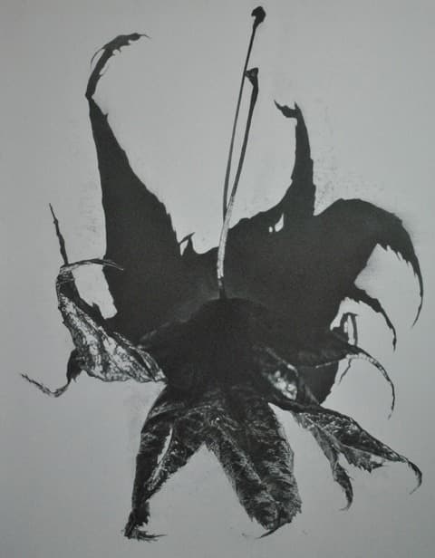 잎-진격 · 연필 · 130.3 x 162.2cm · 2021 (출처= 공갤러리)