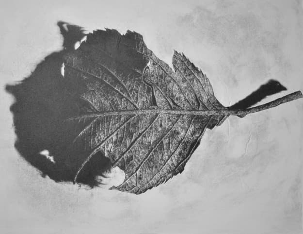 잎-새 · 연필 · 90.9 x 72.7cm · 2021 (출처= 공갤러리)