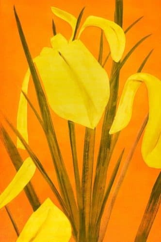 Alex Katz, Yellow Flags 4 · photoetching · 117x79cm · 2020 (출처= 갤러리SP) · Alex Katz, Yellow Flags 4 · photoetching